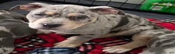 American Bully dogs for sale: Blue Merle Female 2 - Ad 1