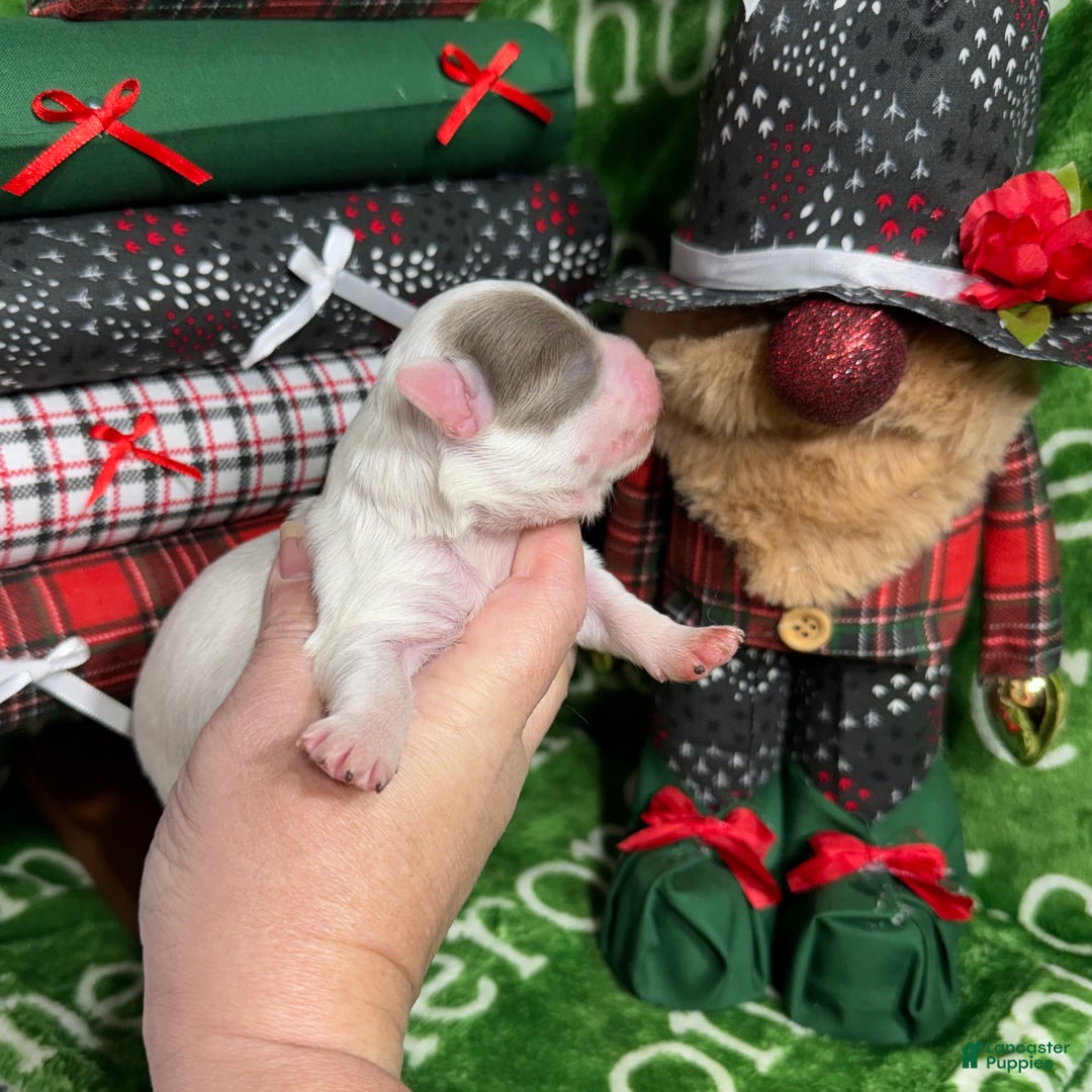 Chihuahua dogs for sale: Dagan Lavender Spotted LC - Ad 6