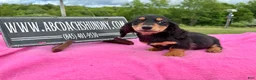 Miniature Dachshund dogs for sale: Russian -Sale - Ad 6