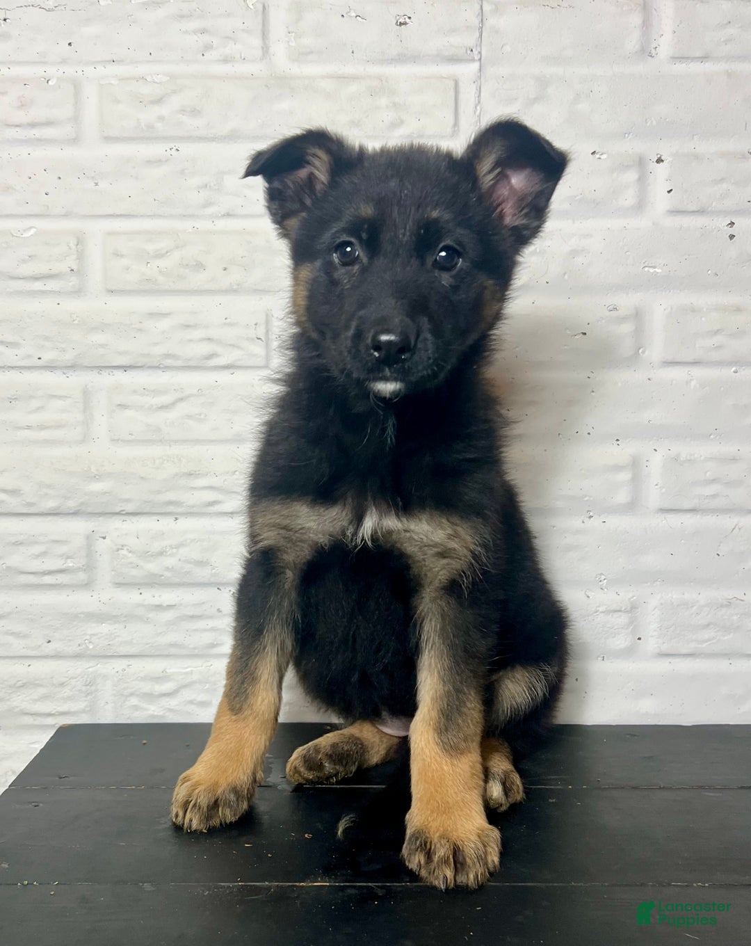 German Shepherd dogs for sale: Dory - Ad 3