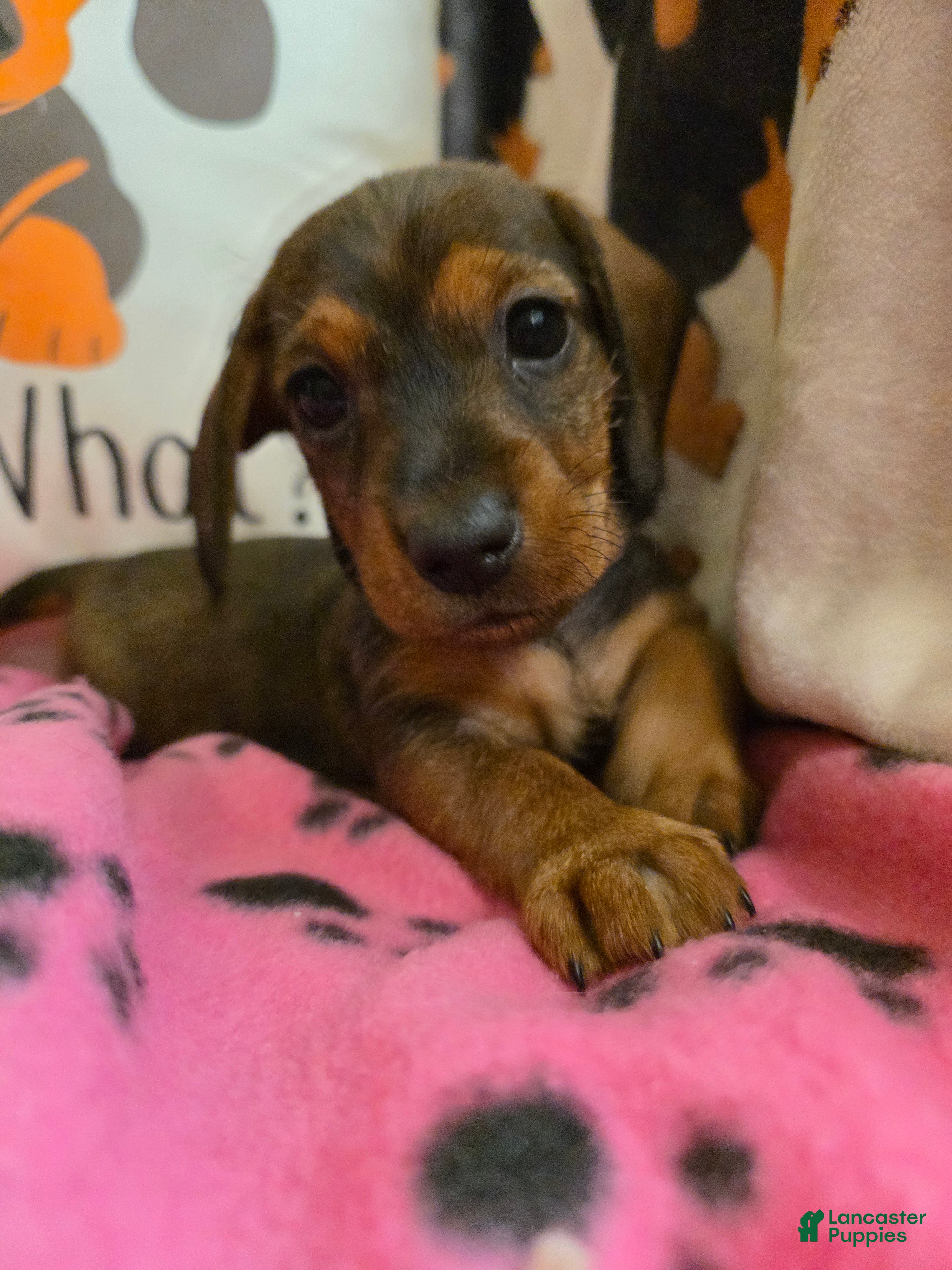 Miniature Dachshund dogs Daphne - Ad 1