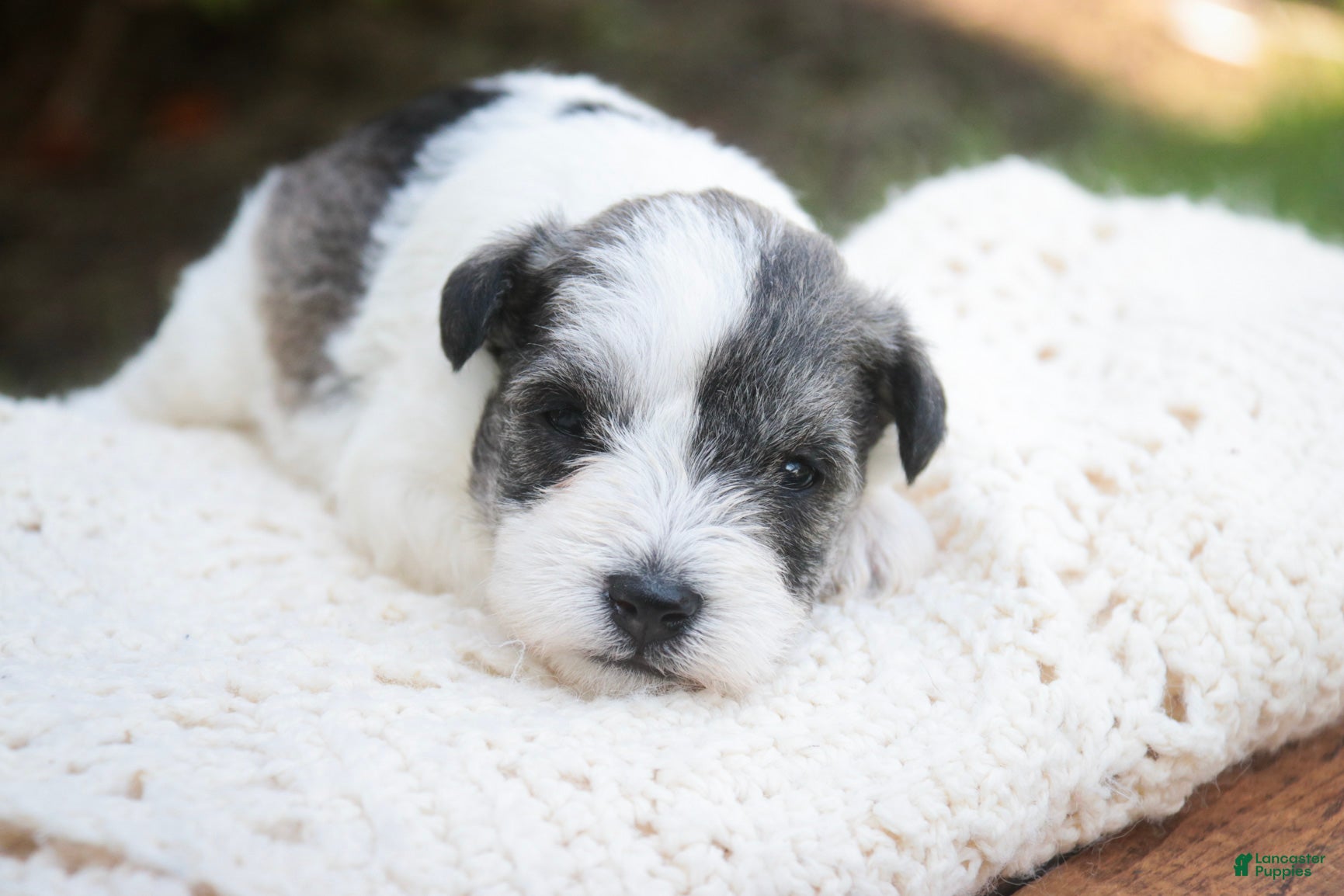 Miniature Schnauzer dogs Magnolia Miniature Schnauzer - Ad 1