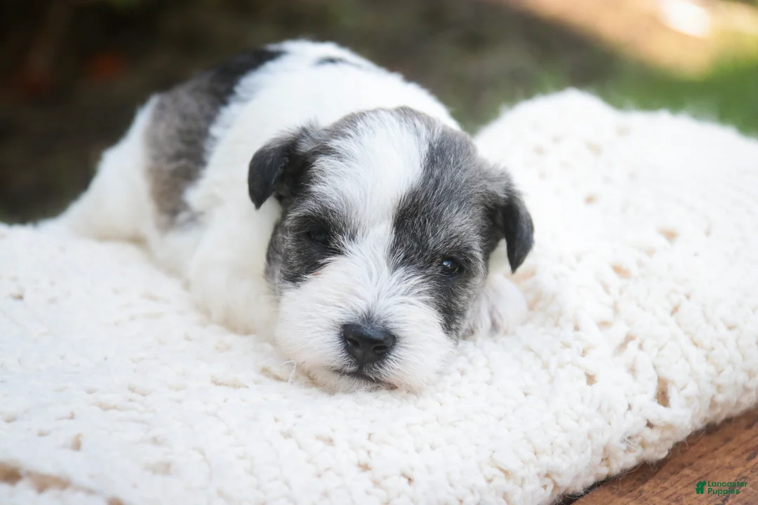 Miniature Schnauzer dogs for sale: Magnolia Miniature Schnauzer - Ad 1