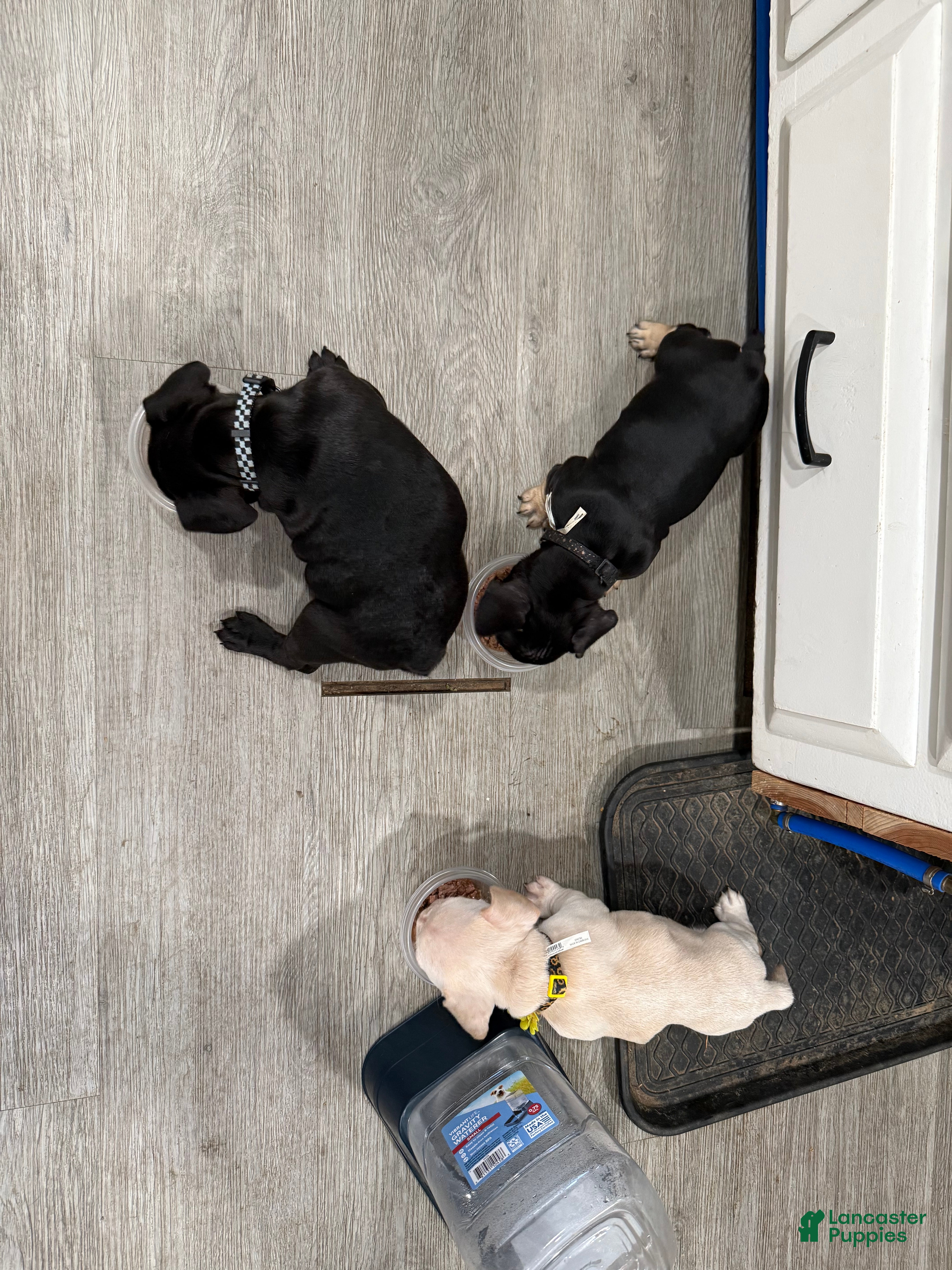 Mixed Breed dogs Mixed Breed 2 - Ad 23