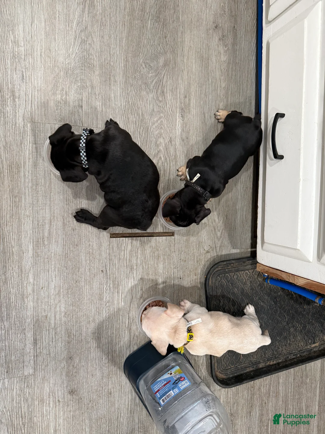 Mixed Breed dogs for sale: Mixed Breed 2 - Ad 1
