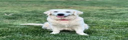 Golden Retriever dogs for sale: Golden Retriever 3 - Ad 6