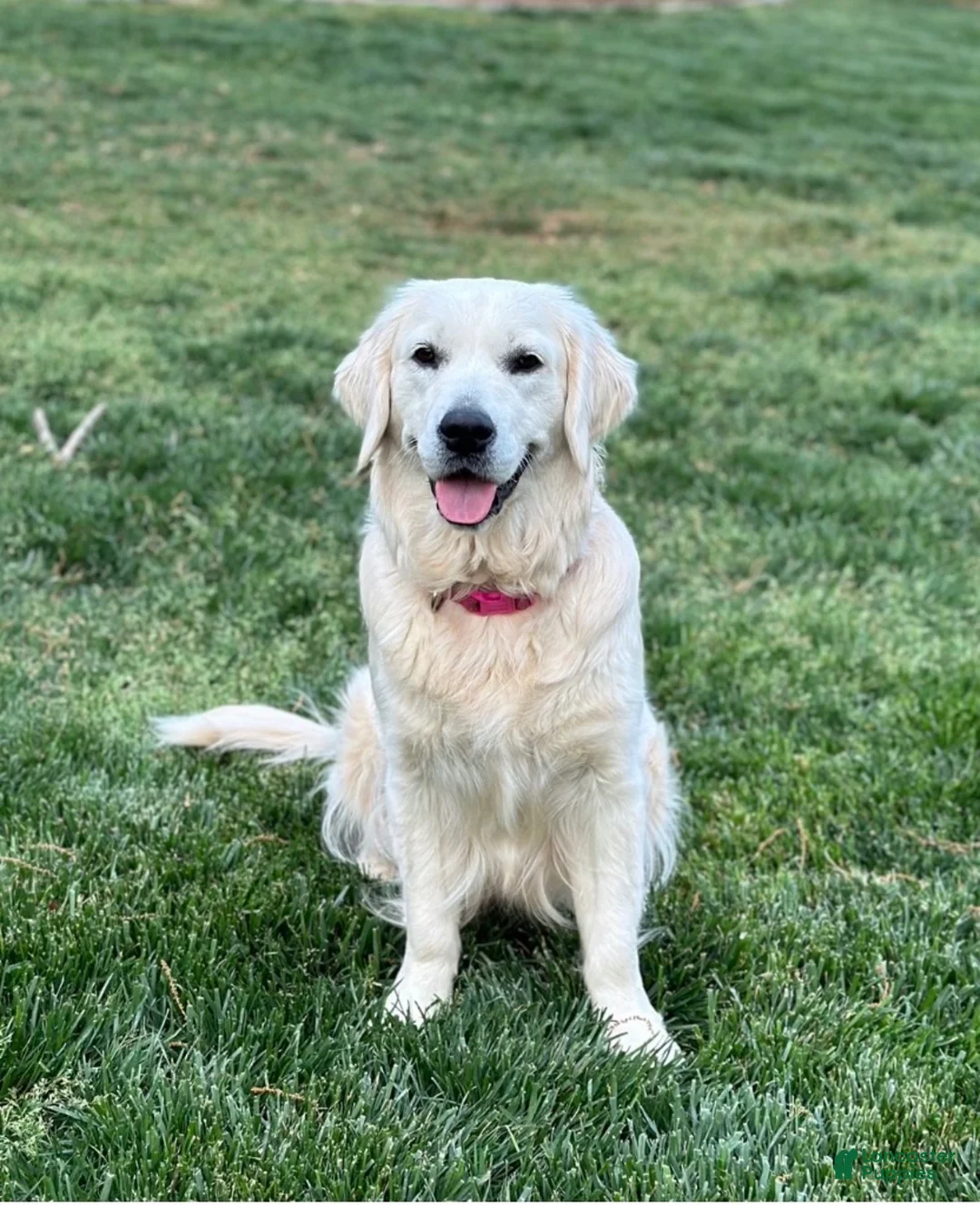 Golden Retriever dogs for sale: Golden Retriever 3 - Ad 6