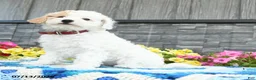 Mini Goldendoodle dogs for sale: Silly Sue  - Ad 5