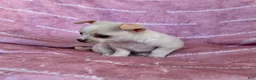 Chihuahua dogs for sale: Chloe Smooth Coat Cream - Ad 3