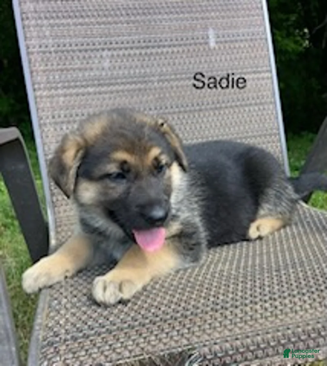 German Shepherd dogs for sale: Sadie - Ad 2