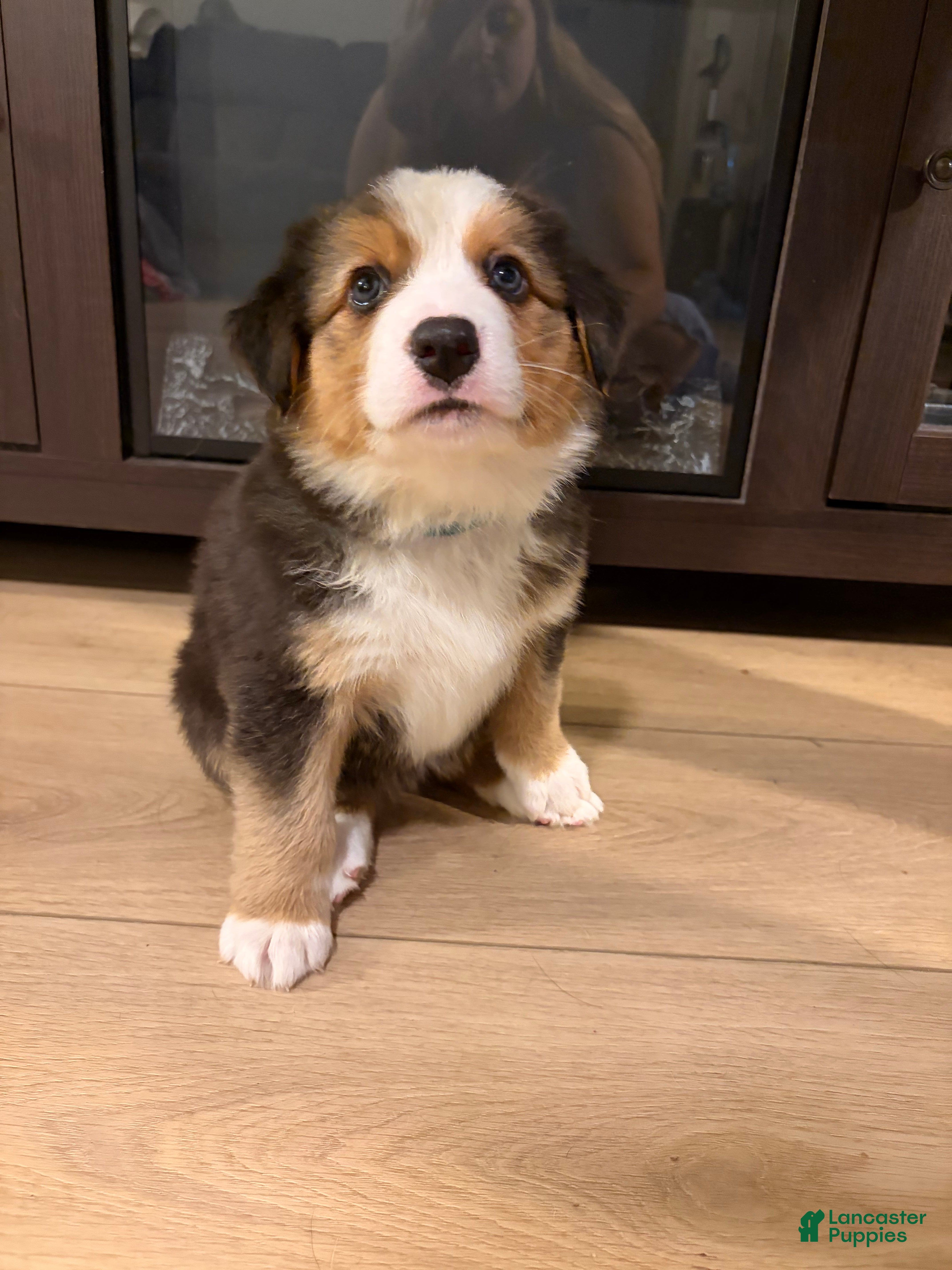 Mixed Breed dogs Light blue - Ad 1