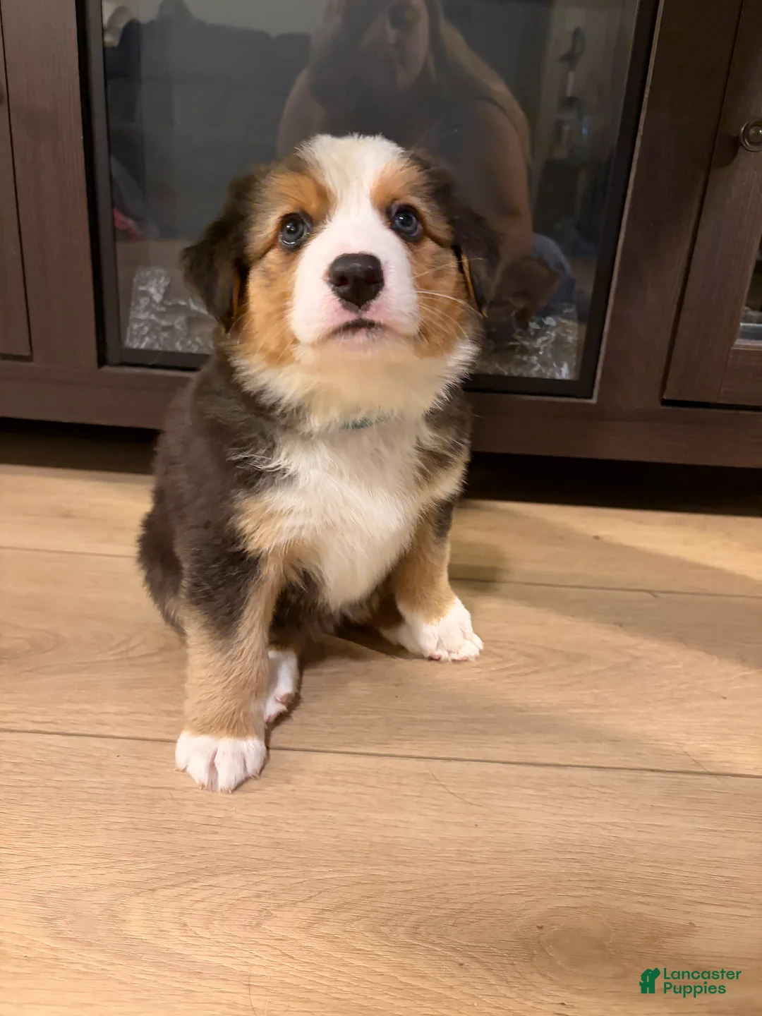 Mixed Breed dogs for sale: Light blue - Ad 1