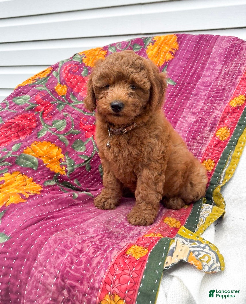 Mini Goldendoodle dogs Luna - Ad 1