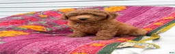 Mini Goldendoodle dogs for sale: Luna - Ad 1