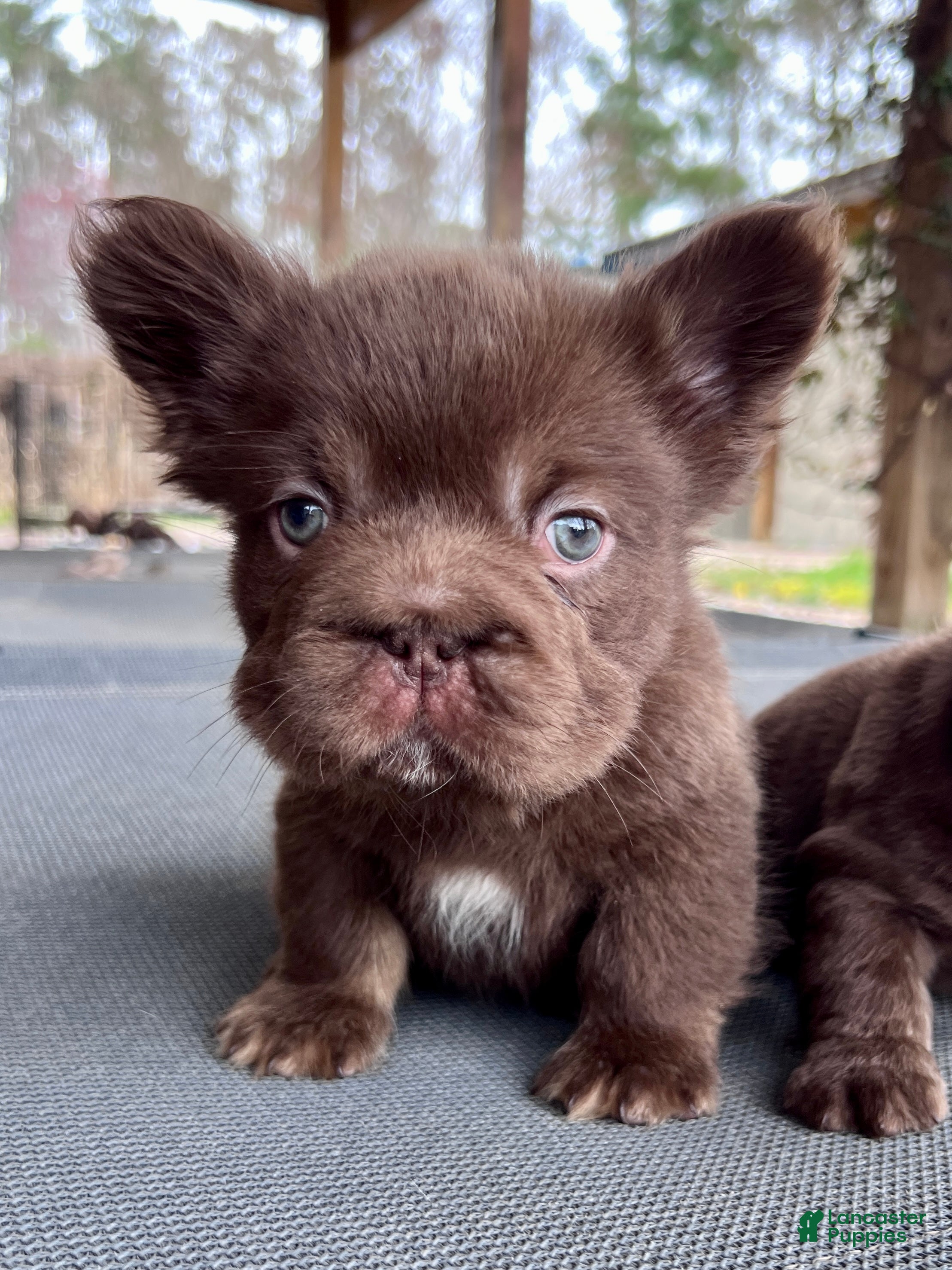 French Bulldog dogs Hershey Big Rope Fluffy - Ad 1