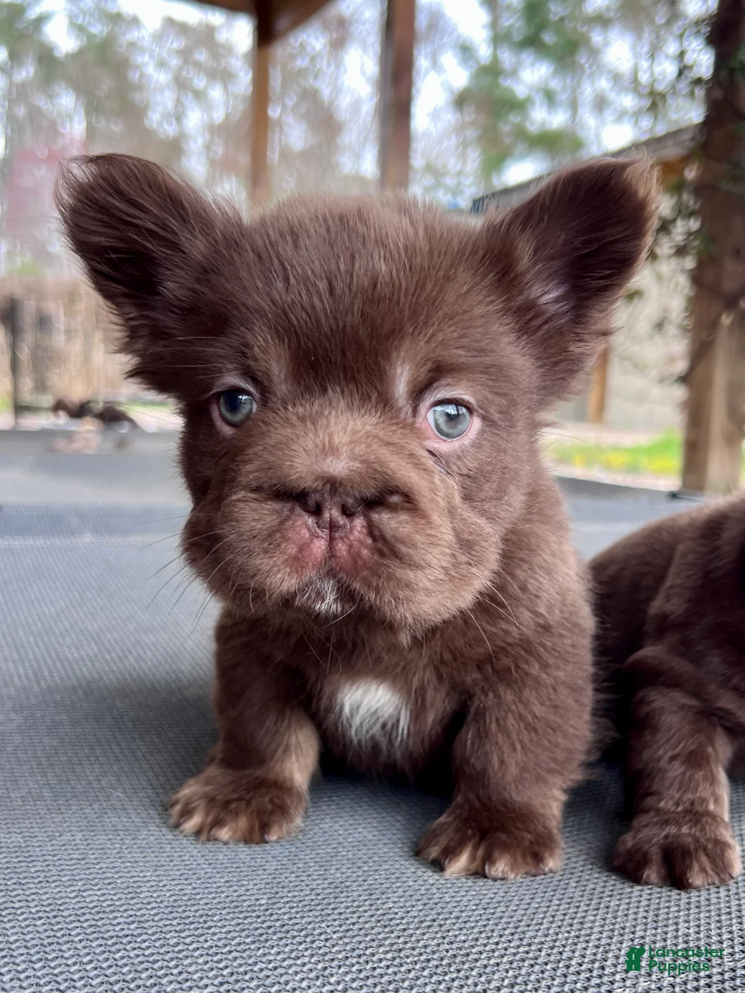 French Bulldog dogs for sale: Hershey Big Rope Fluffy - Ad 1