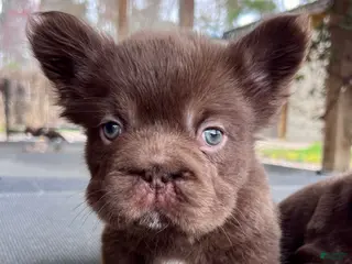 French Bulldog dogs for sale: Hershey Big Rope Fluffy - Ad 2