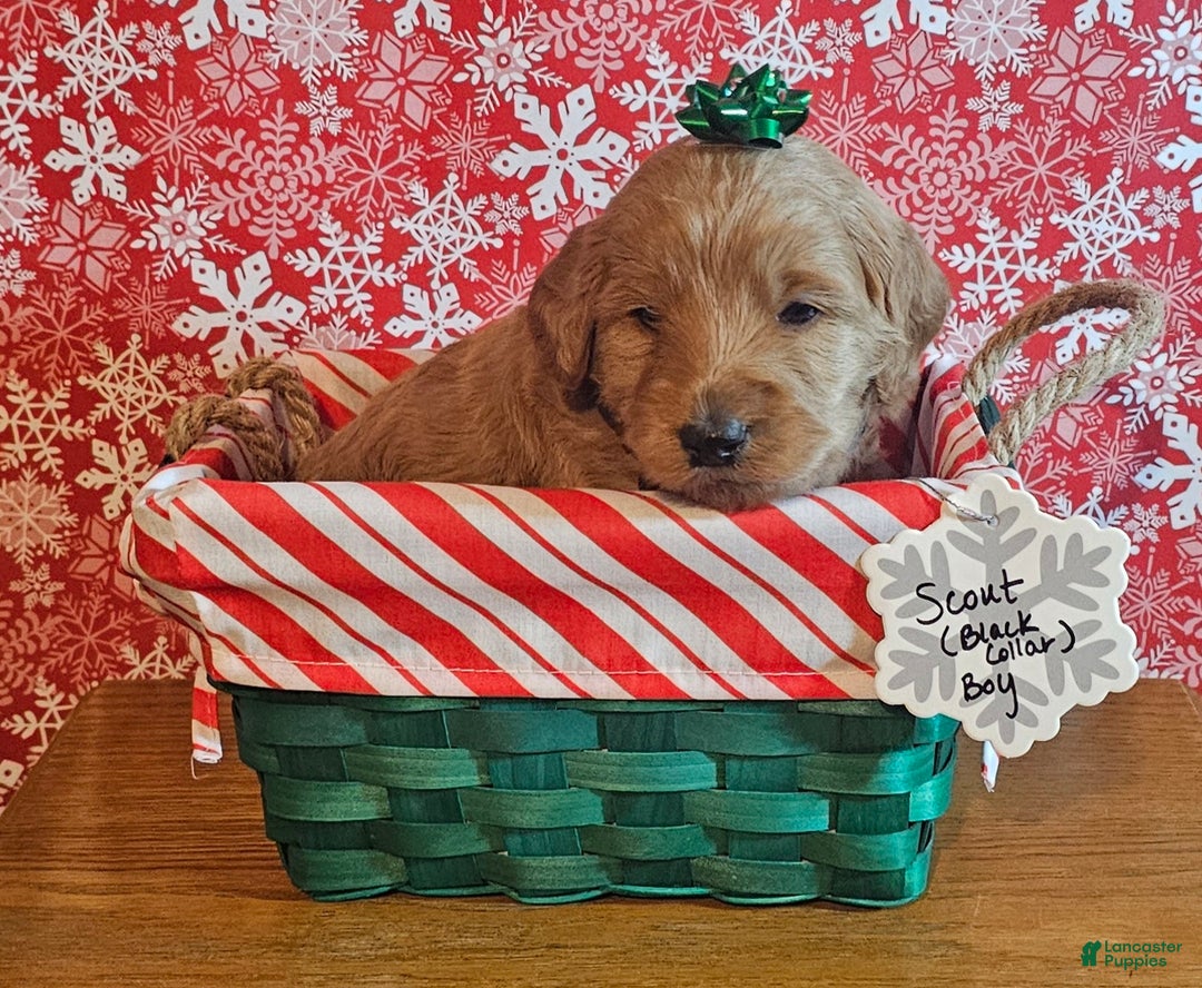 Mixed Breed dogs for sale: Reba - Ad 16