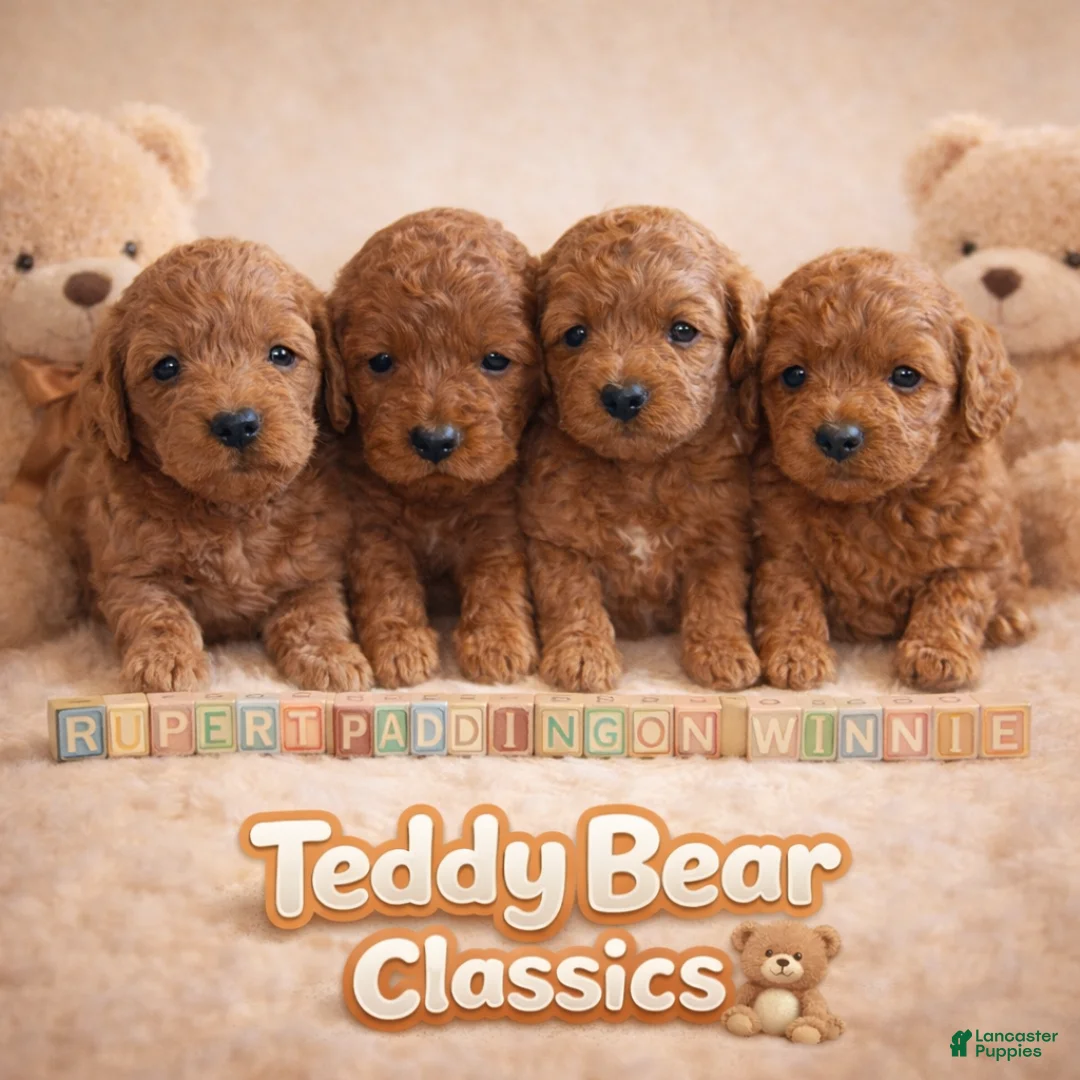 Mini Goldendoodle dogs for sale: Rupert - Ad 2