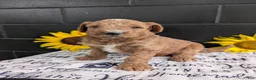 Goldendoodle dogs for sale: Lara  - Ad 7