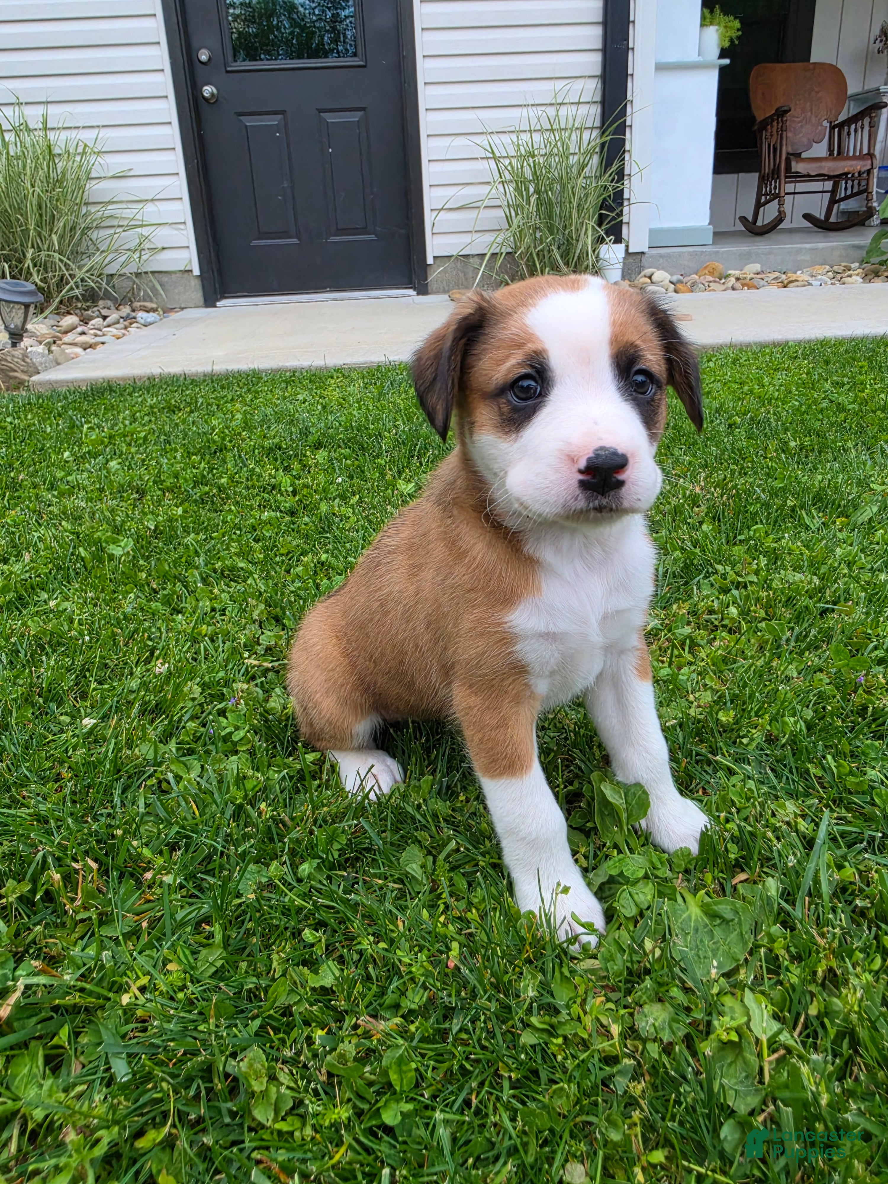 Mixed Breed dogs for sale: Lexi - Ad 4