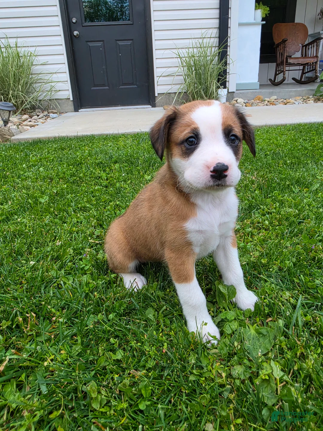 Mixed Breed dogs for sale: Lexi - Ad 1