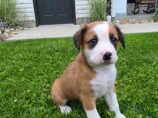 Mixed Breed dogs for sale: Lexi - Ad 4