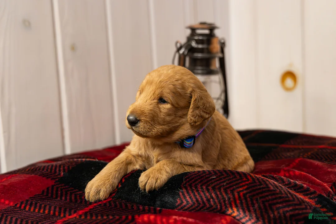 Labradoodle dogs for sale: Jax - Ad 2