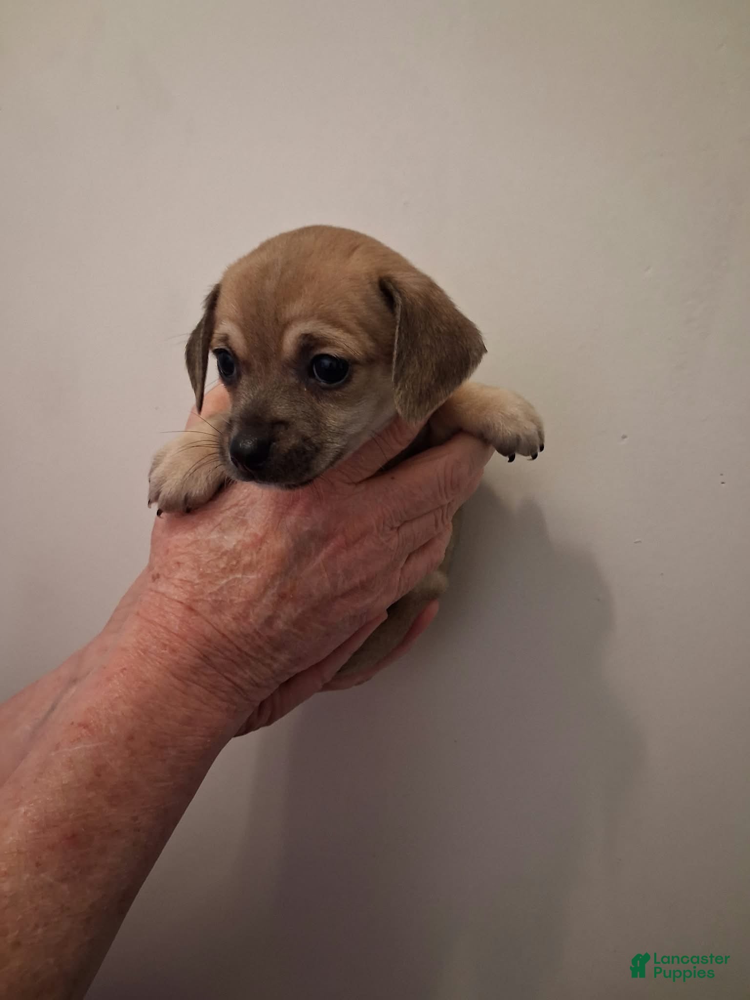 Chipoo dogs for sale: Chipoo 6 - Ad 12