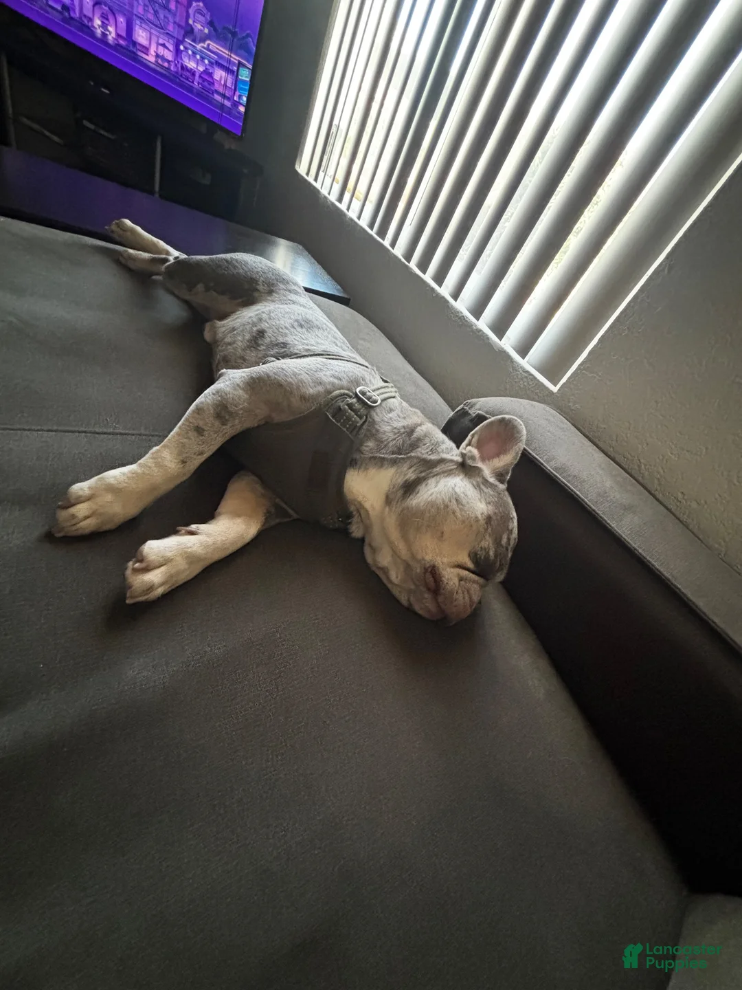 French Bulldog dogs for stud: Helios The Stud - Ad 10