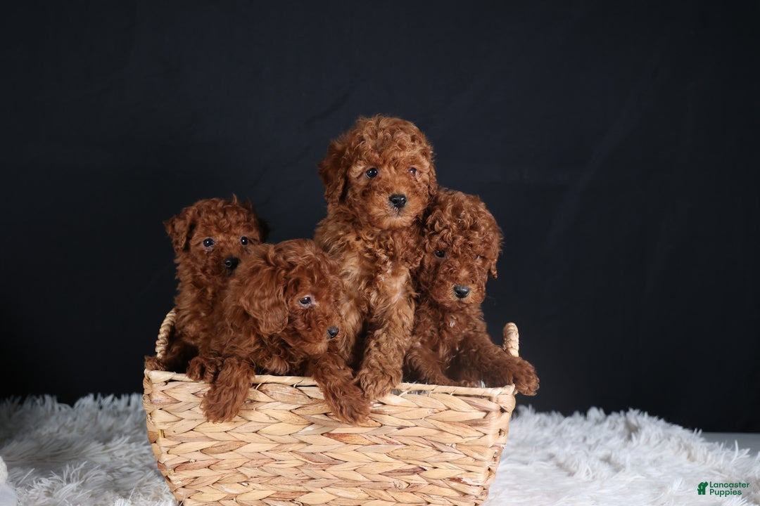 Miniature Poodle dogs for sale: BUSTER - Ad 14