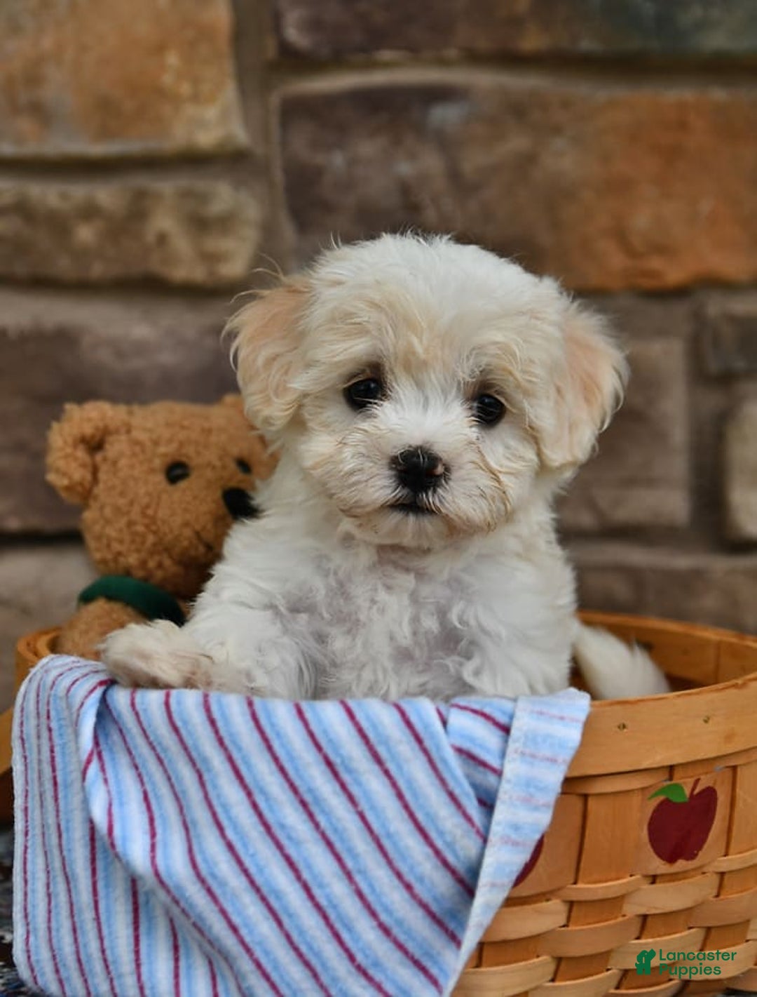 Gallery Image {{count}}