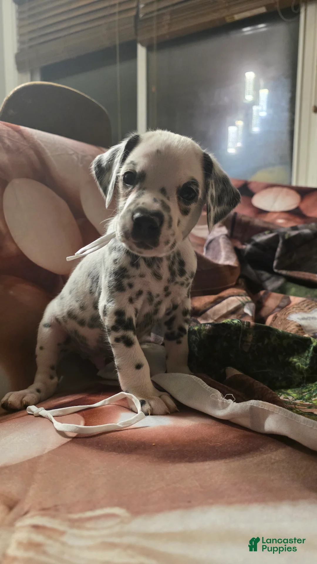 Dalmatian dogs for sale: Zion - Ad 2
