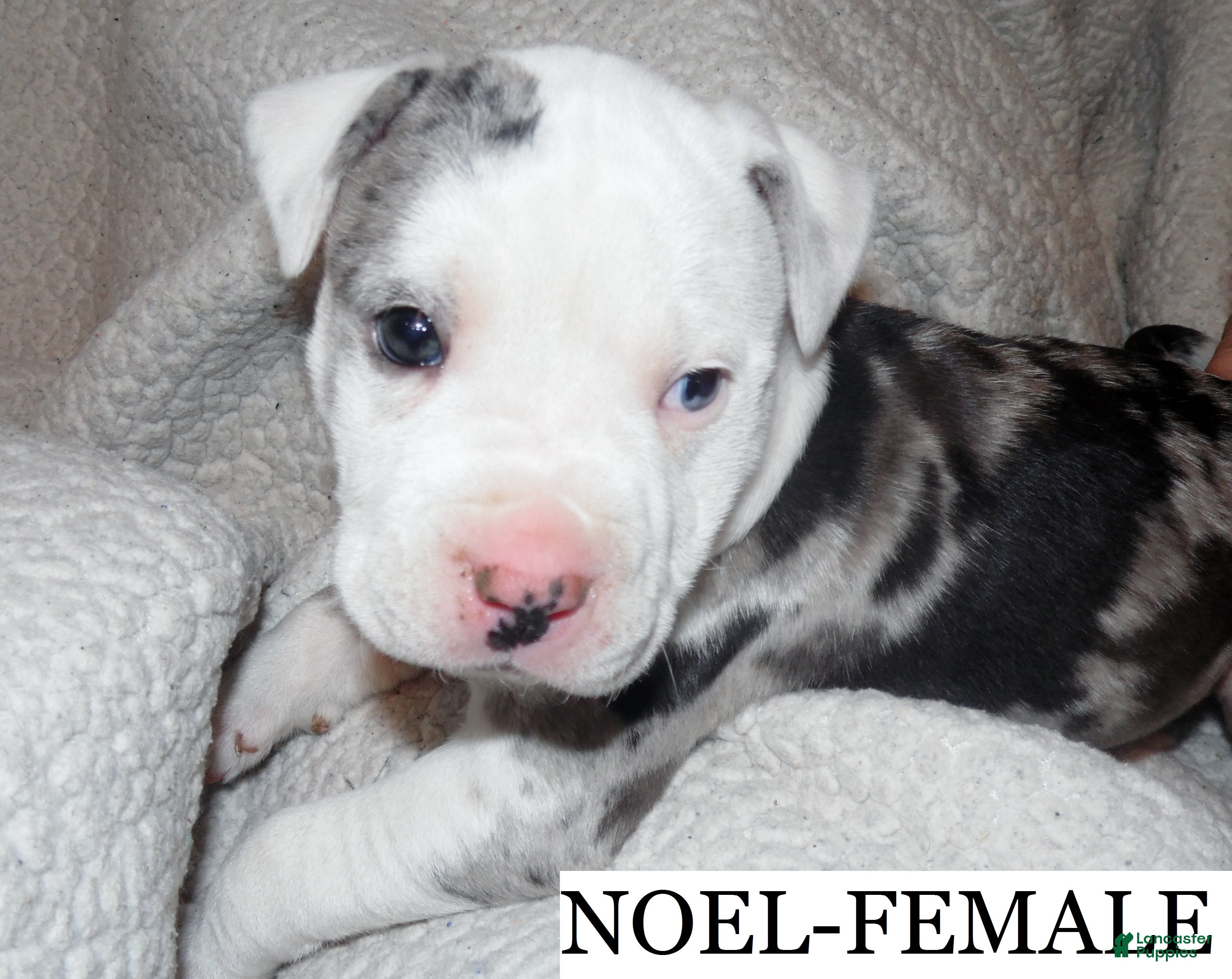 American Pit Bull Terrier dogs NOEL - Ad 24