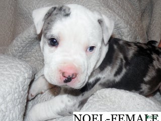 American Pit Bull Terrier dogs NOEL - Ad 21