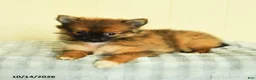 Pomeranian dogs for sale: Tori - Ad 2