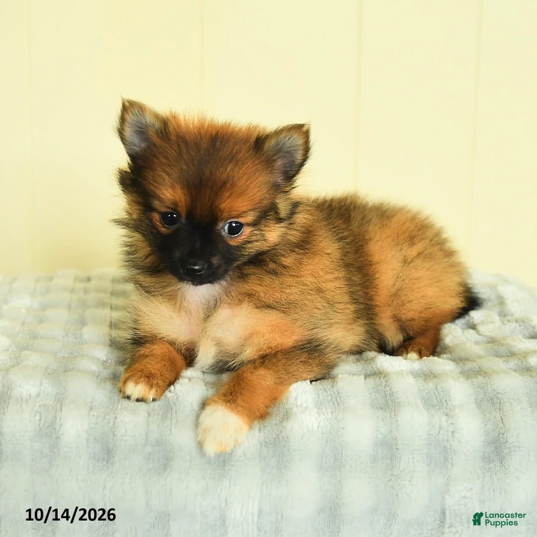 Pomeranian dogs for sale: Tori - Ad 2