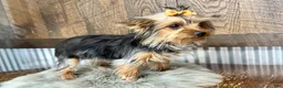 Yorkshire Terrier dogs for sale: Shania - Ad 7