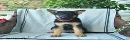 German Shepherd dogs for sale: Gemma  - Ad 3