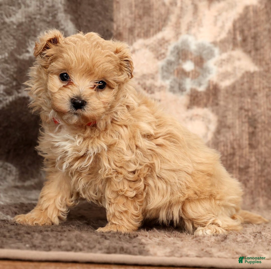 Maltipoo dogs for sale: Nova - Ad 1