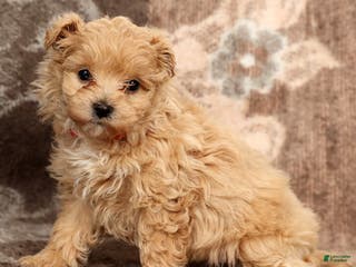 Maltipoo dogs Nova - Ad 1