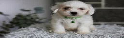 Maltipoo dogs for sale: Frankie - Ad 6