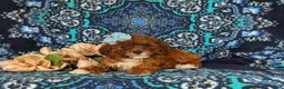 Lhasapoo dogs for sale: Chardanay Hypoallergenic - Ad 3