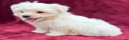 Maltese dogs for sale: Maltese 1 - Ad 4