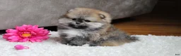 Pomeranian dogs for sale: Teacup Paisley - Ad 5