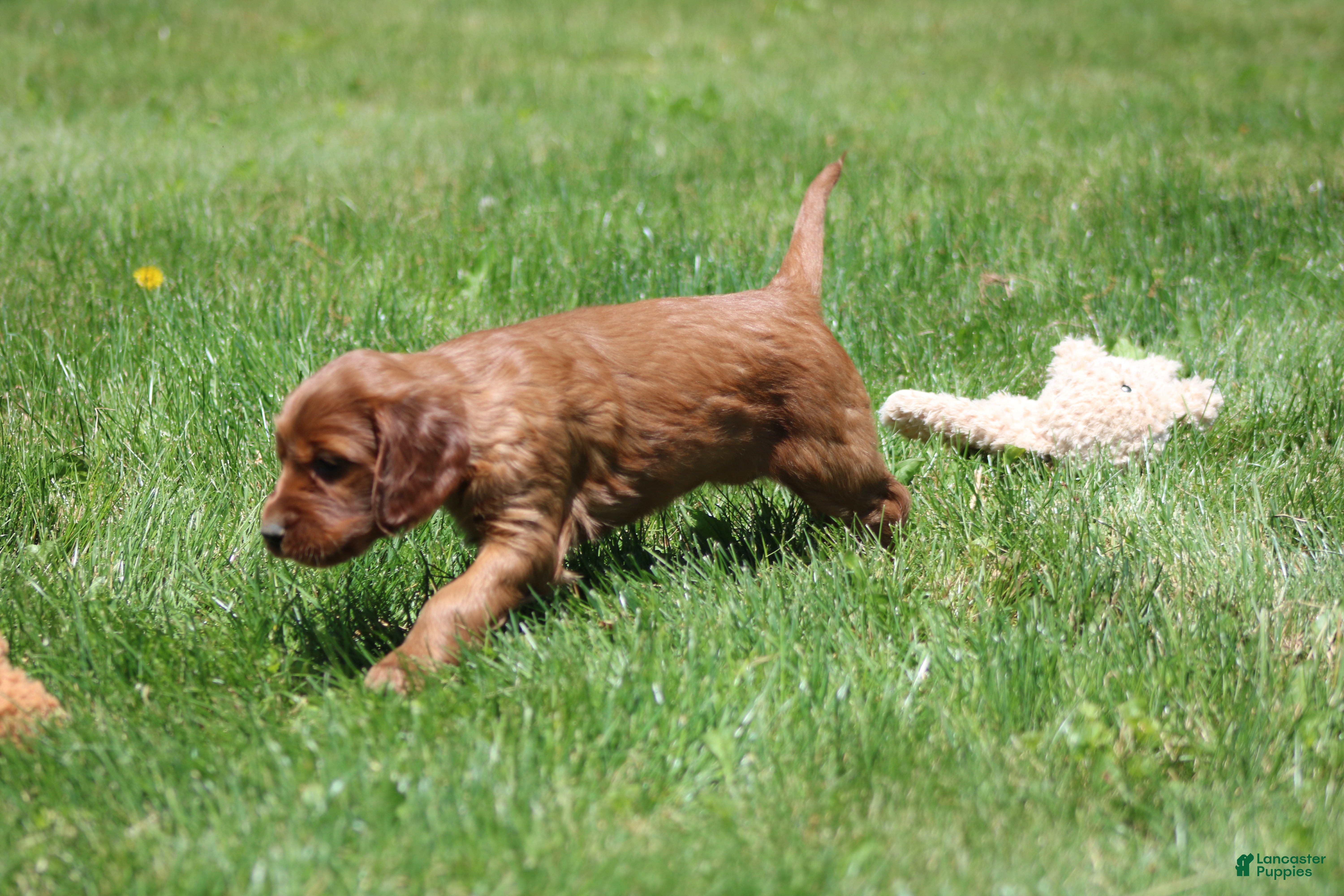 Irish Setter dogs for sale: Summer - Ad 6
