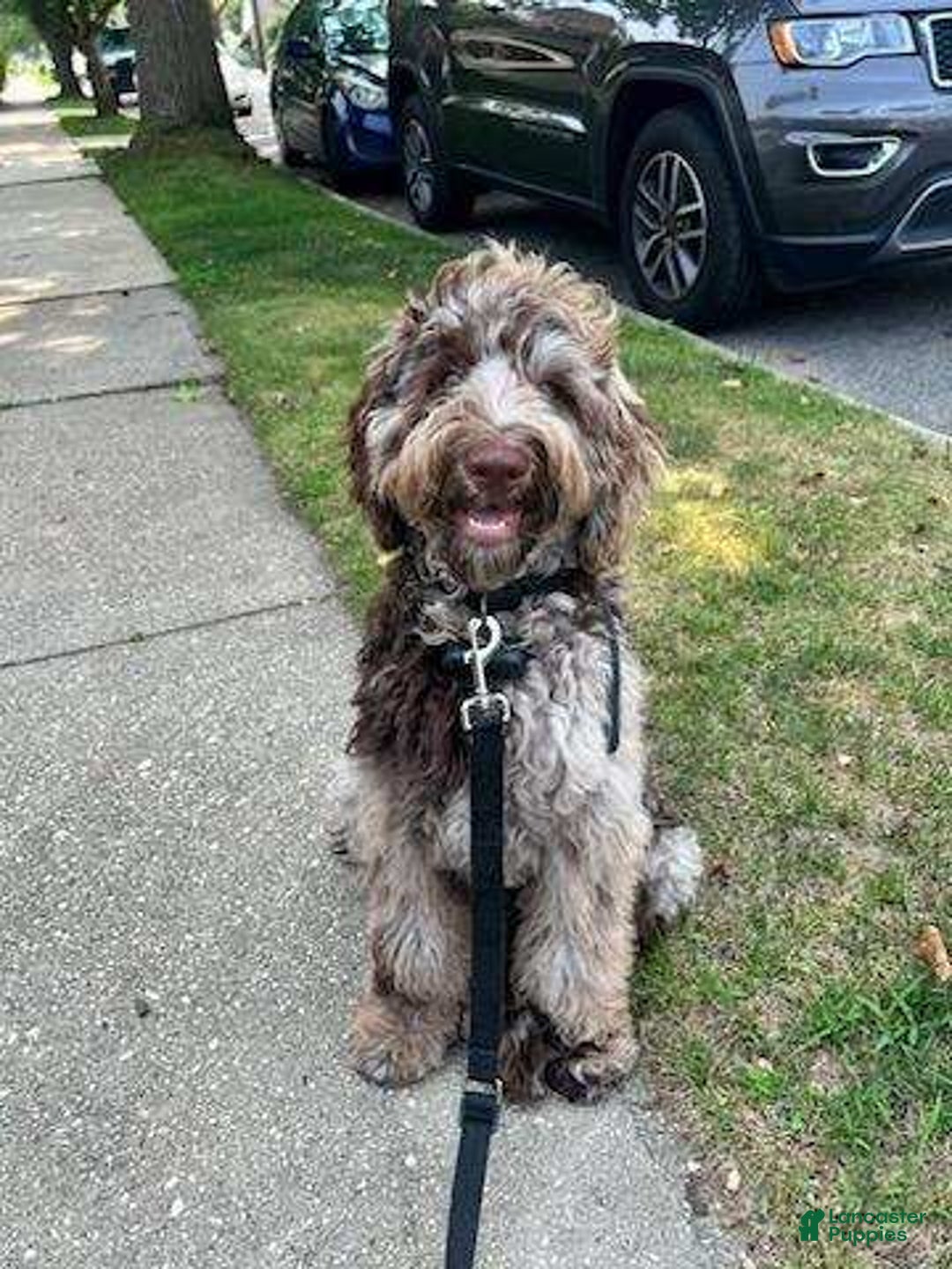 Gallery Image {{count}}