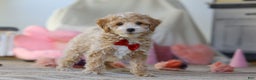 Miniature Poodle dogs for sale: Teddy - Ad 5