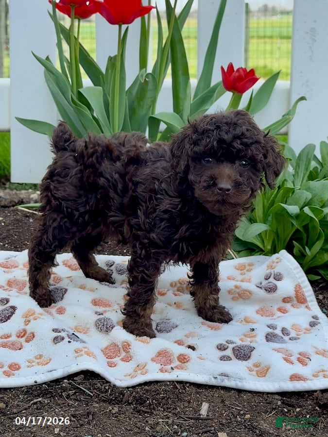 Miniature Poodle dogs Blossom - Ad 2
