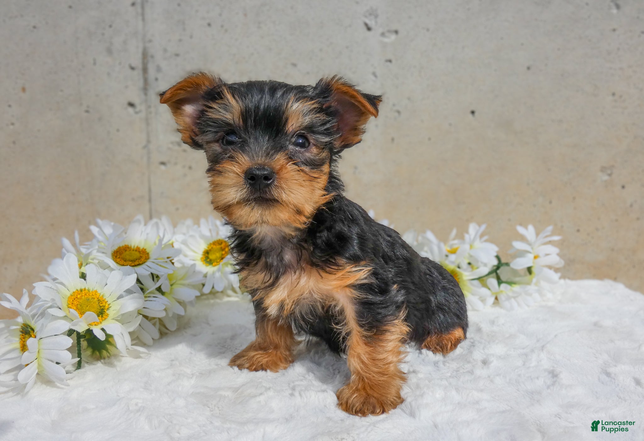 Yorkshire Terrier dogs Jax - Ad 2
